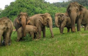 जङ्गली हात्तीको बथानद्वारा गहुँ बालीमा क्षति