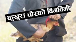एक किसानको घोषणा : ३५ सयको कुखुरा चोर पत्ता लगाउनेलाई १० हजार इनाम ! एक किसानको घोषणा : ३५ सयको कुखुरा चोर पत्ता लगाउनेलाई १० हजार इनाम !