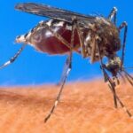 सुदूरपश्चिममा औलो सङ्क्रमणः निवारणको लक्ष्यप्राप्ति चुनौतीपूर्ण