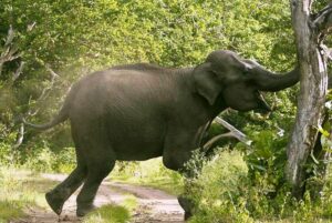 कञ्चनपुरमा अझै रोकिएन जङ्गली हात्तीको आतङ्क कञ्चनपुरमा अझै रोकिएन जङ्गली हात्तीको आतङ्क
