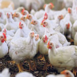 कैलालीको चुरेका कुखुरामा रोग नदेखिएको पुष्टि