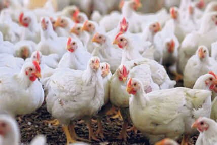 कैलालीको चुरेका कुखुरामा रोग नदेखिएको पुष्टि