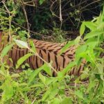 शुक्ला–लालझाडी–जोगबुडा कम्प्लेक्समा बाघ गणना सुरु