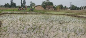 कैलालीका किसानलाई समयमै पानी नपरेपछि समस्या