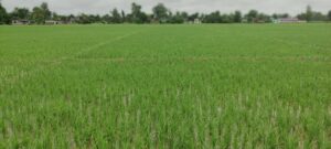 साउनमा हरियाली धानखेतीका फाँट (फोटो फिचर) साउनमा हरियाली धानखेतीका फाँट (फोटो फिचर)