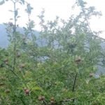 दार्चुलाका किसानको गुनासो,‘ लटरम्म स्याउ फले, बिक्री हुँदैन