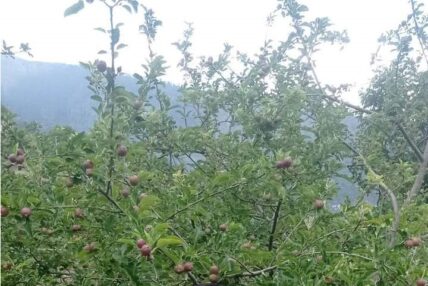 दार्चुलाका किसानको गुनासो,‘ लटरम्म स्याउ फले, बिक्री हुँदैन