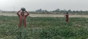 बगरमा सागसब्जी फलाएर आकर्षक आम्दानी गर्दै किसान