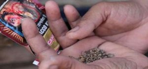 सुर्ती सेवनबाट दैनिक ७३ जना मृत्युको सिकार सुर्ती सेवनबाट दैनिक ७३ जना मृत्युको सिकार