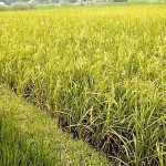 पूर्वसूचनाले कञ्चनपुरका किसानलाई धान काट्न सहज पूर्वसूचनाले कञ्चनपुरका किसानलाई धान काट्न सहज