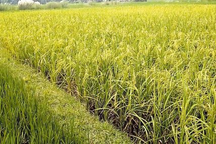 पूर्वसूचनाले कञ्चनपुरका किसानलाई धान काट्न सहज