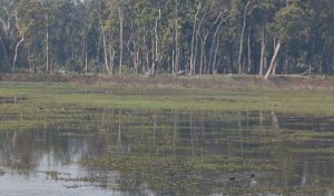 धनगढीको जाखोर तालमा चरा अवलोकन धनगढीको जाखोर तालमा चरा अवलोकन