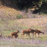 कञ्चनपुरको नागेश्वर सामुदायिक वन, योजना अभावमा ओझेलमा