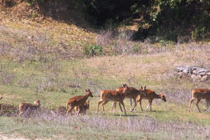 कञ्चनपुरको नागेश्वर सामुदायिक वन, योजना अभावमा ओझेलमा