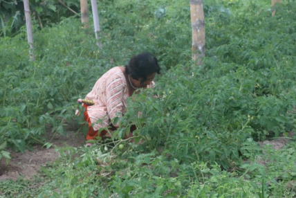 टीकापुरका महिला सामूहिक बेमौसमी तरकारीखेतीमा आकर्षित