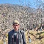 स्याउ खेतीप्रति बाजुराका कृषक आकर्षित