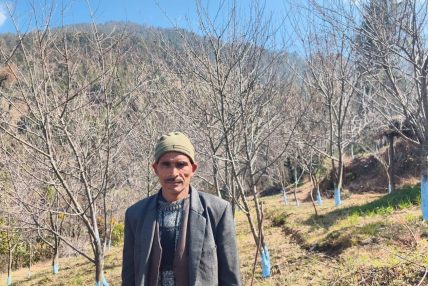 स्याउ खेतीप्रति बाजुराका कृषक आकर्षित