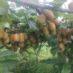 डडेल्धुरामा किबीखेती विस्तार
