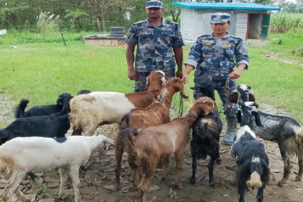 कञ्चनपुरमा भारततर्फ लैजाँदै गरेका ७० हजार मूल्यका बाख्रा बरामद